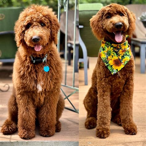 Teddy bears are still popular today, and many feel that their adorable Goldendoodles look quite a bit like teddy bears. In fact, the Goldendoodle teddy bear haircut obtains all the cute features seen in the classic stuffed teddy bear, including the rounded face and muzzle, fluffy body, and big, rounded paws.