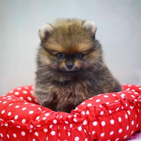 Last one in this litter. Going fast. Showing this week by appointments. Meet Cubby ! This... Pets and Animals San Jose 2,500 $ View pictures GORGEOUS TEDDY BEAR Pomeranian cream sable male CH lines Call to come see in person.. 