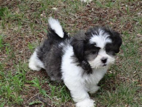 The Teddy Bear puppies for sale are a mix between a Shih Tzu and a Maltese (Teddy Bear Mal-Shi) or a mix between a Shih Tzu and a Bichon Frise (Teddy Bear Shichon). A designer hybrid, the Teddy Bear dog embodies the small size of the Shih Tzu averaging in weight between 6-14 lbs and height between 9-12 in. Read more. …. 