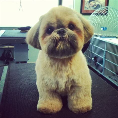 The teddy bear cut Shih Tzu is an adorable grooming style that transforms your pup into a cuddly bear. The body hair is trimmed to a short length of about 2-3 inches, giving a fluffy and rounded .... 