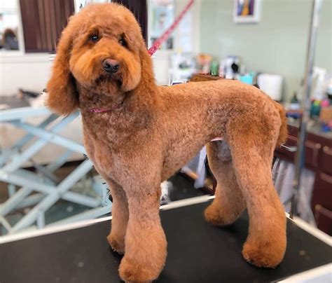 Teddy bear traditional goldendoodle haircuts. 1. Teddy Bear Cut. Image Credit: Bartlomiej Rybacki, Shutterstock. Main Features: Roughly 2 inches in length, full around the face. The teddy bear cut is an ultra adorable hairdo for your little Cockapoo. It’s one way to make them look their most precious, creating a fluffy face and a bit longer fur. 