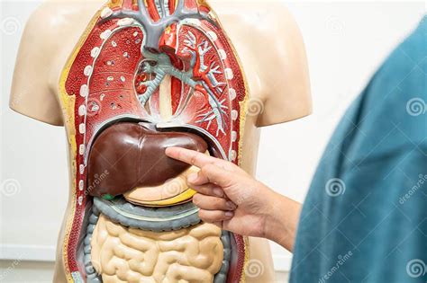 Teen anatomy photos. .  <a href=https://sb.k-sputnik.ru/qfumo/long-form-birth-certificate-...