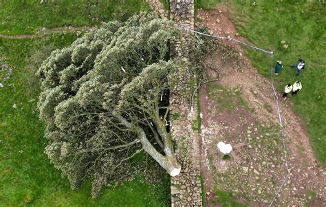 Teen arrested in England for cutting down famous tree