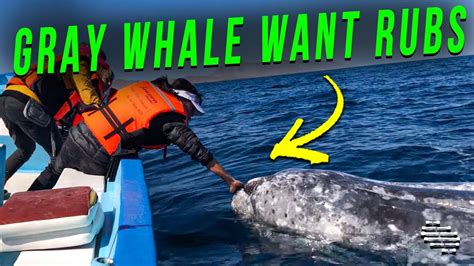 Rajwap Hardgang - th?q=Teen rubs whale