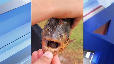 Teeth! Piranha relative caught in neighborhood pond in Oklahoma
