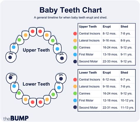 Teeth growth in babies chart