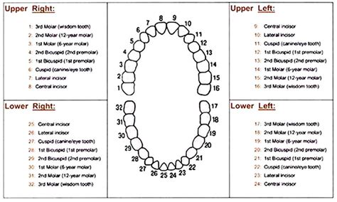 All central incisors are numbered 1 and for primary teeth they are lettered A. All lateral incisors are given the number 2 or lettered B, the canines are number 3 or lettered C, premolars are numbers 4 and 5 or lettered D and E, molars are 6 and 7, and third molars are number 8. List the six categories of Black's classification of cavities.. 