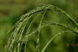 Teff Grass Offers Benefits and Challenges - CropWatch