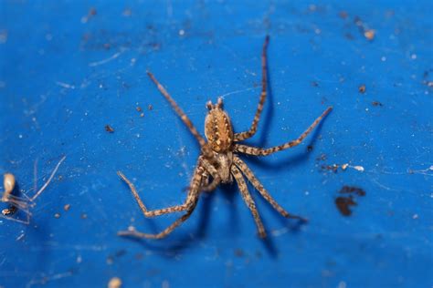 Tegenaria ferruginea or charcoal spider is a common spider. The spider has brown spots on its abdomen. Females can be up to14 mm while males measures up to 11 mm. They can be found in forests and in buildings and are active from May to October. Tegenaria ferruginea .