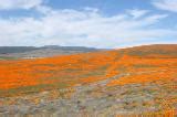 Tejon Ranch: An Audubon Victory Audubon California