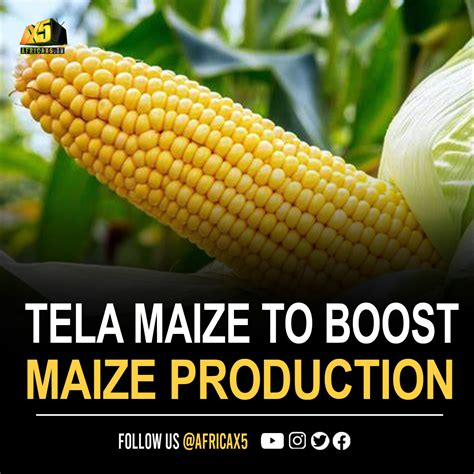 Tela Maize To Boost Nigeria’s Maize Production – Expert - AATF