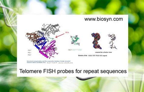 Telomere FISH probes for repeat sequences - Bio-Syn