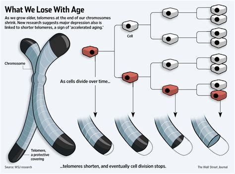 Telomere length