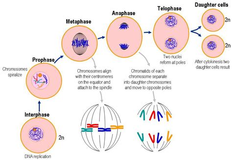 Telophase vs. Prophase - What