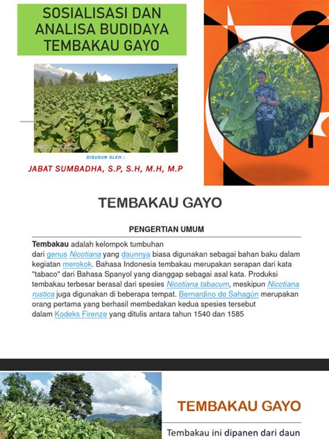 Tembakau gayo menurut kepolisian. .  <a href=https://testnnnn.on-forge.com/a...