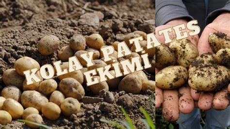 Temmuzda patates ekilir mi.