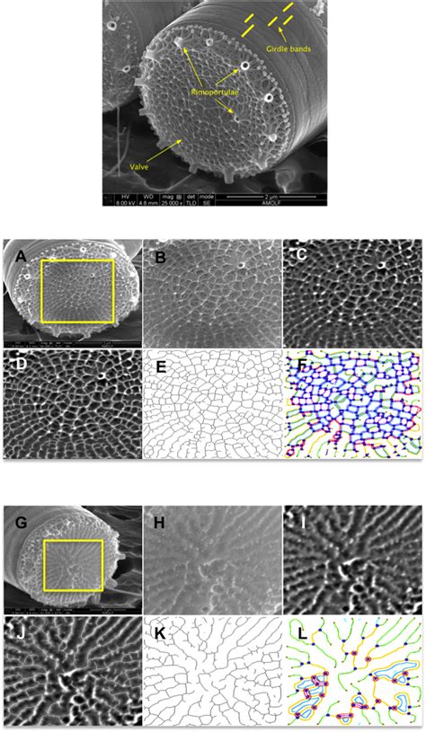 Temperature affects the silicate morphology in a diatom