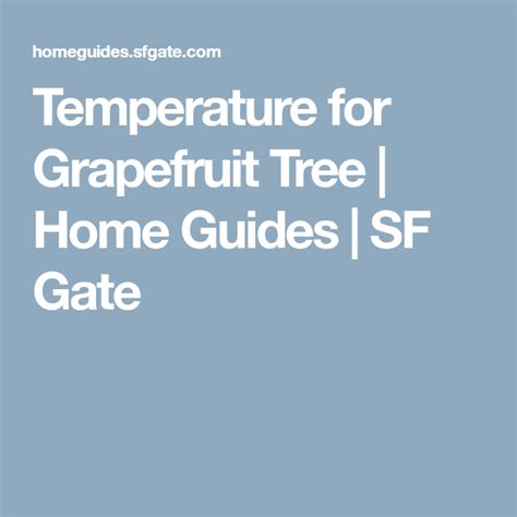 Temperature for Grapefruit Tree Home Guides SF Gate