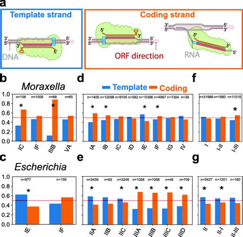 Template and coding strand targeting of spacers. A Schematic