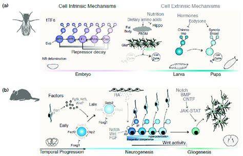 Temporal patterning in Drosophila and in the mammalian cerebral cortex