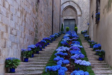 Temps de Flors: Girona Flower Festival 2024