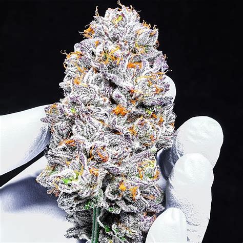 The Whit Cherry, an indica-dominant hybrid, marries the soothing and serene qualities of its parent strains, The White and Cherry Pie, into a harmonious blend that offers both tranquility and a deeply enjoyable cannabis experience. This strain stands out for its balanced effects, sweet and earthy flavors, and a relaxing aroma that together .... 