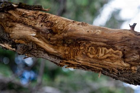Ten years in, the emerald ash borer breaches the Western Slope as it continues its steady — but slow — spread in Colorado
