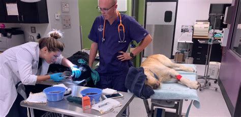 Tender care vet. About Us. Our mission at Tender Heart Veterinary Care is to provide your pet with quality medical care in a compassionate environment. Our doctors and team excel at both traditional and state-of-the-art veterinary care. … 