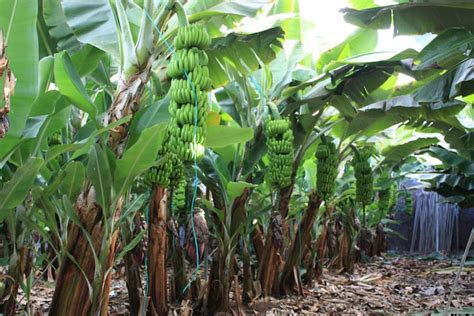 Tenerife Bananas - Visite d