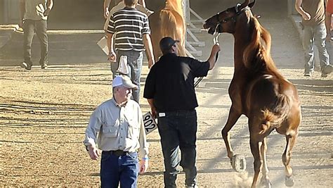 Tennessee Walking Horse National Celebration Tickets