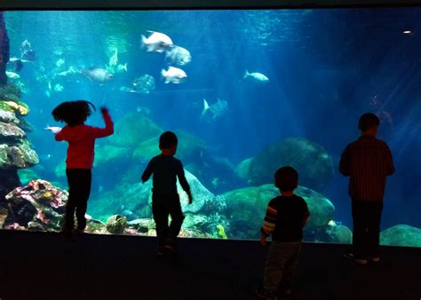Tennessee aquarium discount tickets 2023. Adult Ripley's Aquarium pricing on tickets for adults averages between C$32 and C$39, for youth aged 13-19 C$21 to C$26, and for children C$3 to C$10. Senior citizens aged 65+ also receive Ripley's Aquarium discounts paying on average C$21 to C$26. Buying your ticket online is a great way to save money. You can apply a Ripley's Canada promo ... 