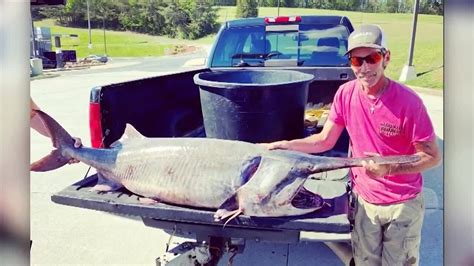 Tennessee man breaks record with 149-pound paddlefish catch