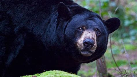 Tennessee man frees trapped bear from inside his car - UPI