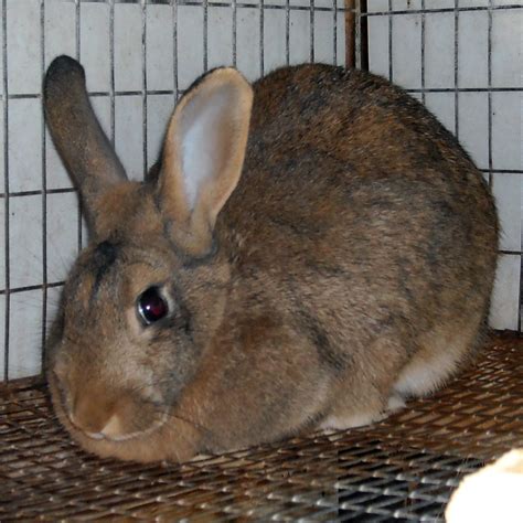 Apr 17, 2019 · I get asked this quite often.....HERE is the Scientific response: If a wild cottontail rabbit and domestic rabbit try to make babies, will they have....