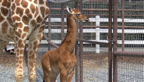 Tennessee zoo reveals name of rare spotless giraffe born in July