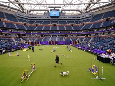 Tennis, or terriers? US Open’s home hosts famed dog show