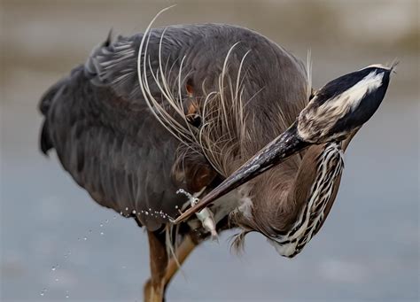 Tennis play doesn’t deter Stanley Park herons from courtship, nest building: expert