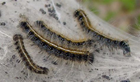 Tent Caterpillars in Wisconsin: A Comprehensive Guide to Prevention and Control