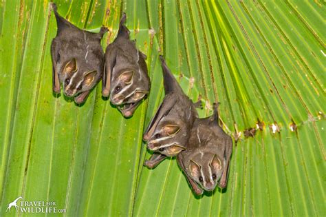 biology ecology. Movements, Home range and Social organization. One Common Tent-making Bat was captured roosting with Greater Sac-winged Bats (Saccopteryx .... 