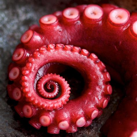 Tentacles octopus. Vegan octopus, explained. Revo Foods, the company responsible for that 3D-printed salmon we reported on last year, has now debuted octopus-free octopus. The … 