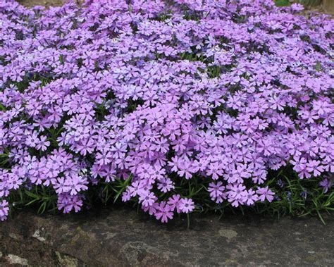 Teppichphlox