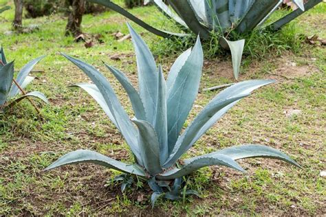 Tequila plant. Things To Know About Tequila plant. 