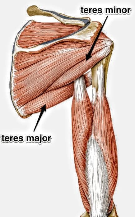Teres major muscle. Things To Know About Teres major muscle. 