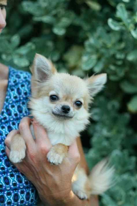 A Chihuahua can easily be summed up as a tiny dog with a huge personality. Typically standing between 5-8 inches and rarely weighing more than six pounds, these dogs share little in common with their bigger ancestors apart from their big-dog attitude. Their compact size makes them ideal for living in apartments or other small …. 