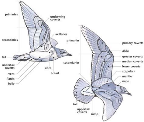 If you take a cross-section view, the upper surface is curved and the lower surface is flat, creating an airfoil like that of an airplane wing. As the bird moves forward, the curved upper surface causes the air to flow faster over the top of the wing, creating lift. So even when the bird glides or soars, the wing shape helps keep it up in the air.