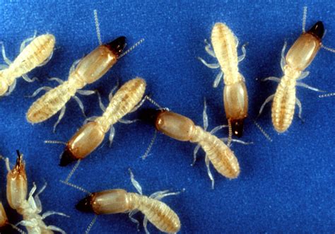 Termintes. Termites are typically brown or black and have four wings that are roughly the same size. They measure about ¼ to ½ inch in length and tend to have short, … 