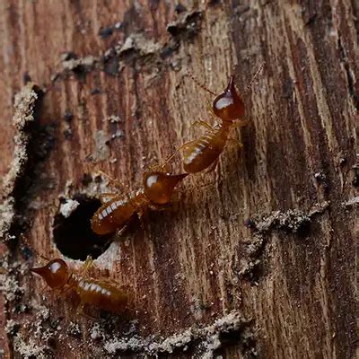 Termite Control Palm Harbor and Tampa Bay Area — Green Tech …