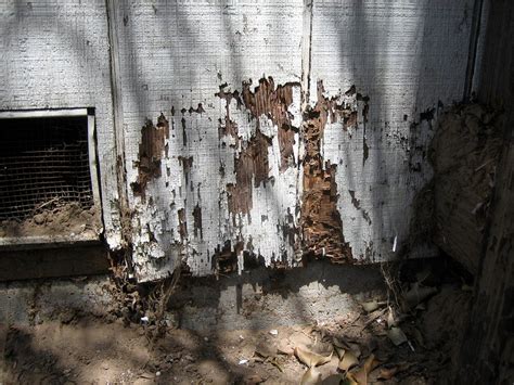 Termite Damage & Your Home