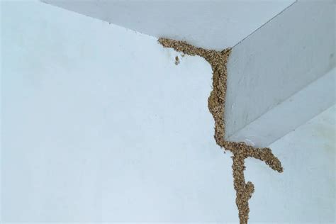 Termite Mud Tubes On Ceiling - Types, Dangers, And Removal - Vermin…