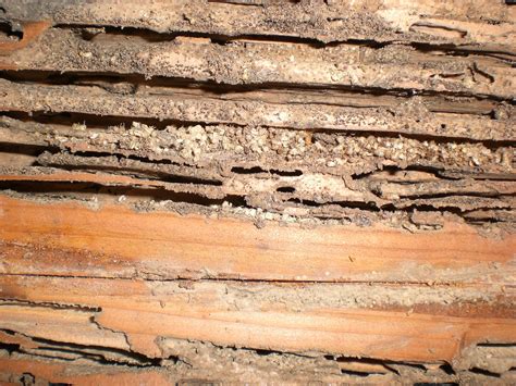 Termite damage. Here are some common signs and what termite damage may look like: Wood Damage: Termites primarily feed on wood, and one of the most common signs of termites is damaged or hollowed-out wood. You may notice that wooden structures, such as beams, furniture, or flooring, appear damaged or weakened. Termites often consume wood from the inside ... 